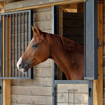 Equine Influenza Prevention
